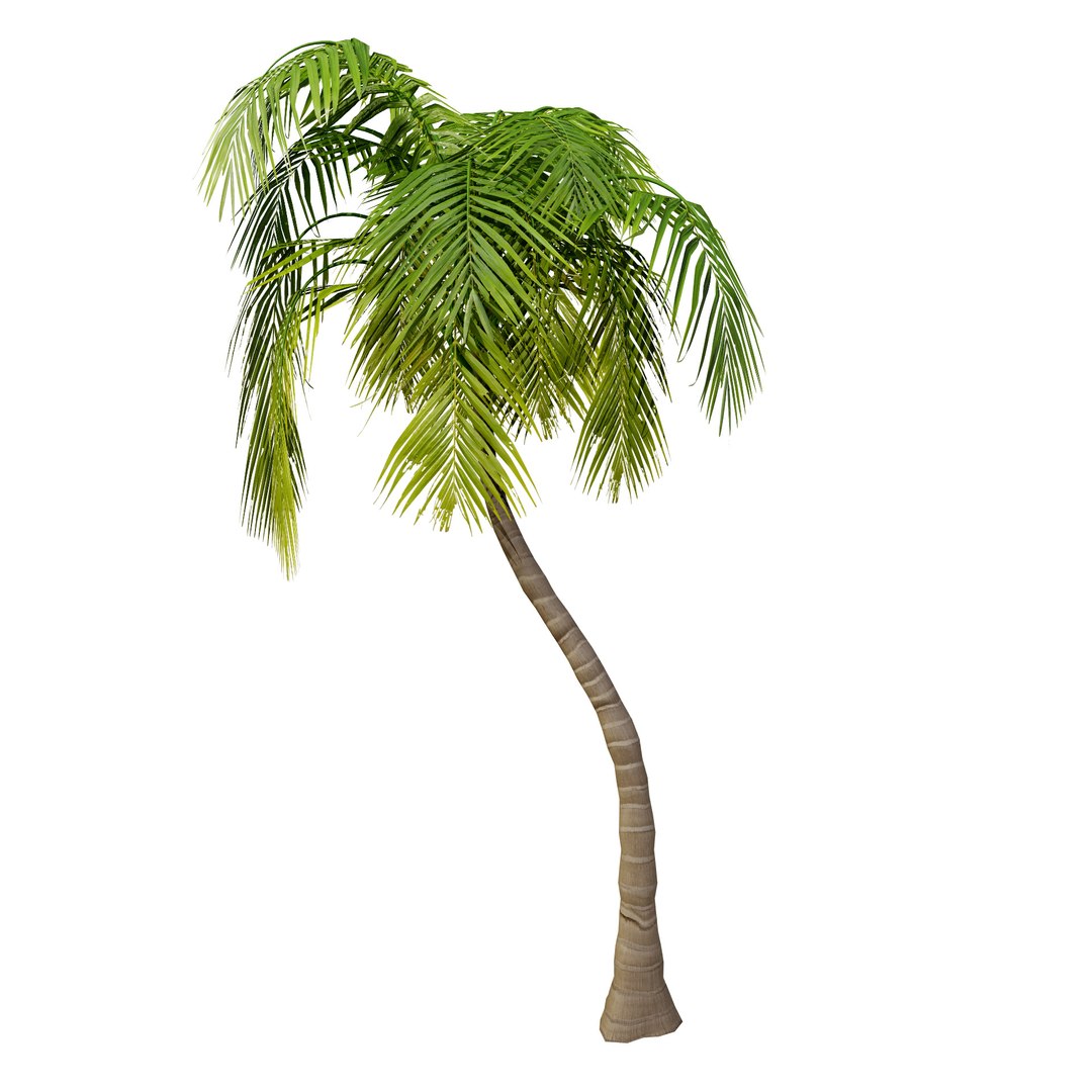 Tropical Palm Trees 3D model https://p.turbosquid.com/ts-thumb/Ig/3sb7aM/5F/palmthree/jpg/1722591028/1920x1080/fit_q87/7bc8048f770133ef39563e0d0d2a48ed221744ec/palmthree.jpg