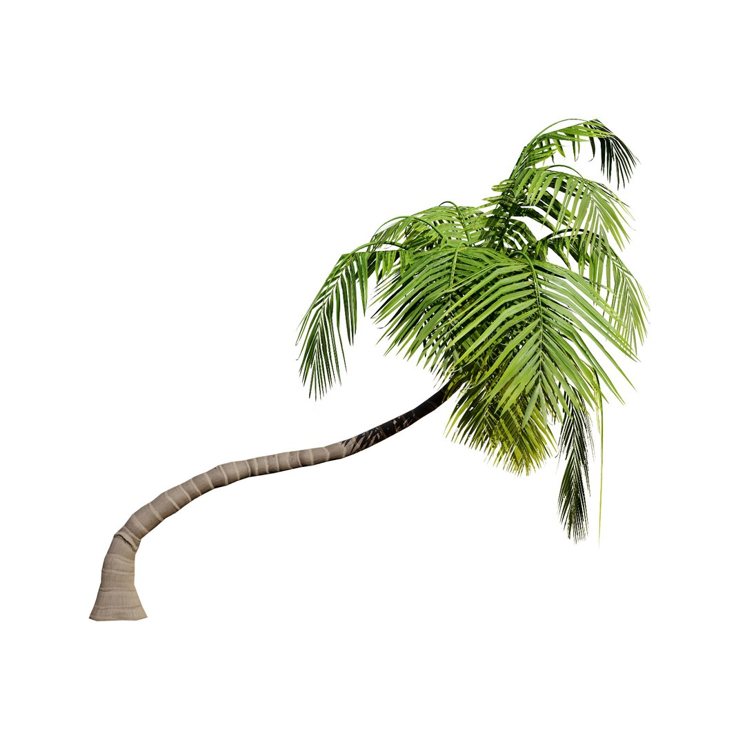 Tropical Palm Trees 3D model https://p.turbosquid.com/ts-thumb/Ig/3sb7aM/Wf/palmone50/jpg/1722591025/1920x1080/fit_q87/45efb85ab00f1adb7983eb08effac6efa0772818/palmone50.jpg