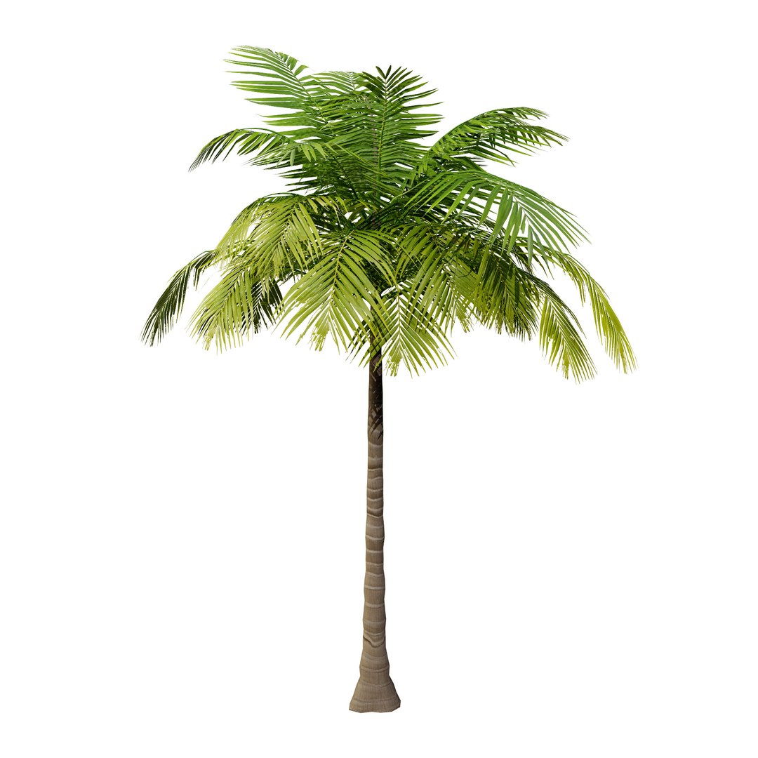 Tropical Palm Trees 3D model https://p.turbosquid.com/ts-thumb/Ig/3sb7aM/X9/palmfore/jpg/1722591021/1920x1080/fit_q87/517c8d7e0022abe14f7452a051036318716bab9e/palmfore.jpg