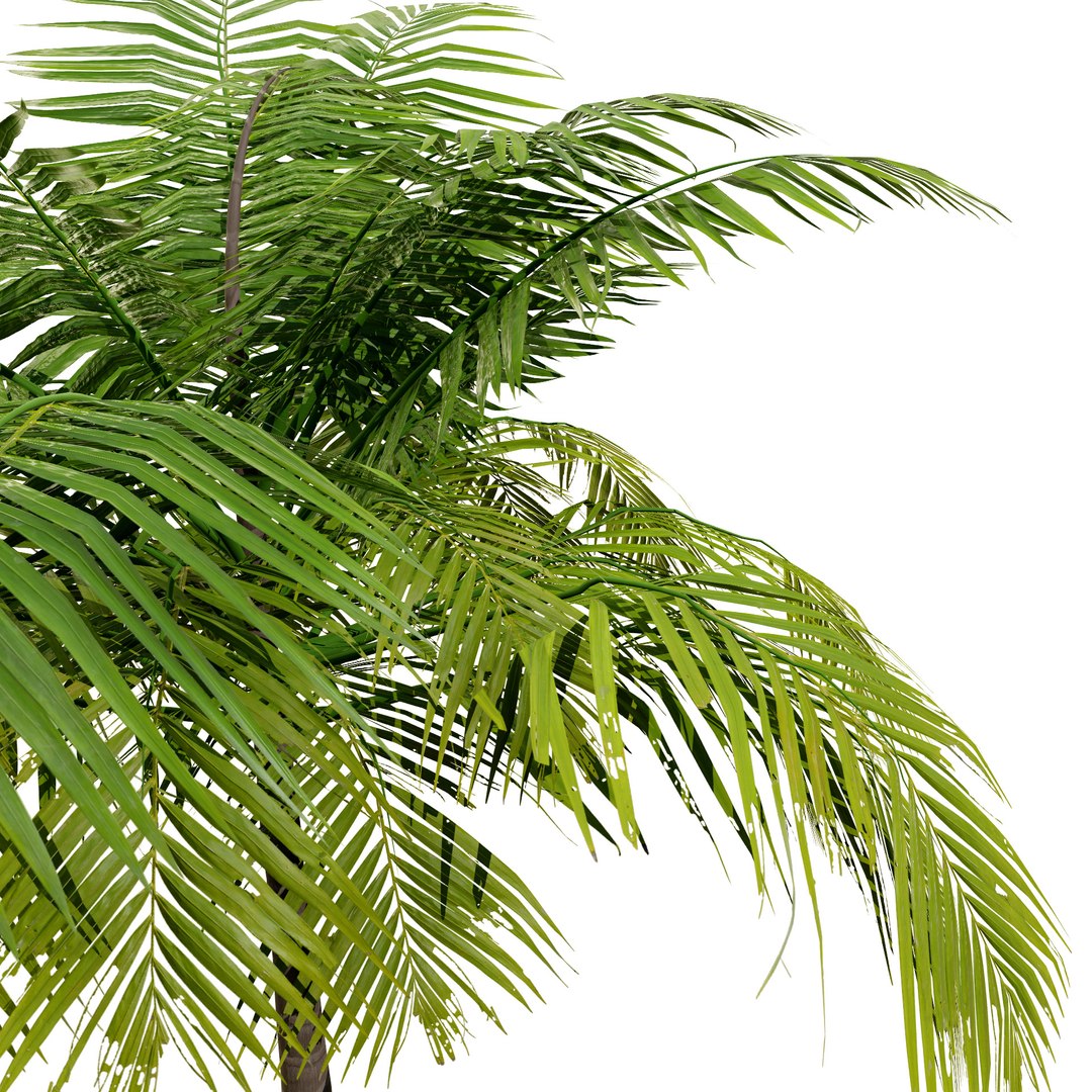 Tropical Palm Trees 3D model https://p.turbosquid.com/ts-thumb/Ig/3sb7aM/hx/palmfore2/jpg/1722591024/1920x1080/fit_q87/9d4adc8751775e59d5e706ae02a32a4ff65df5d4/palmfore2.jpg
