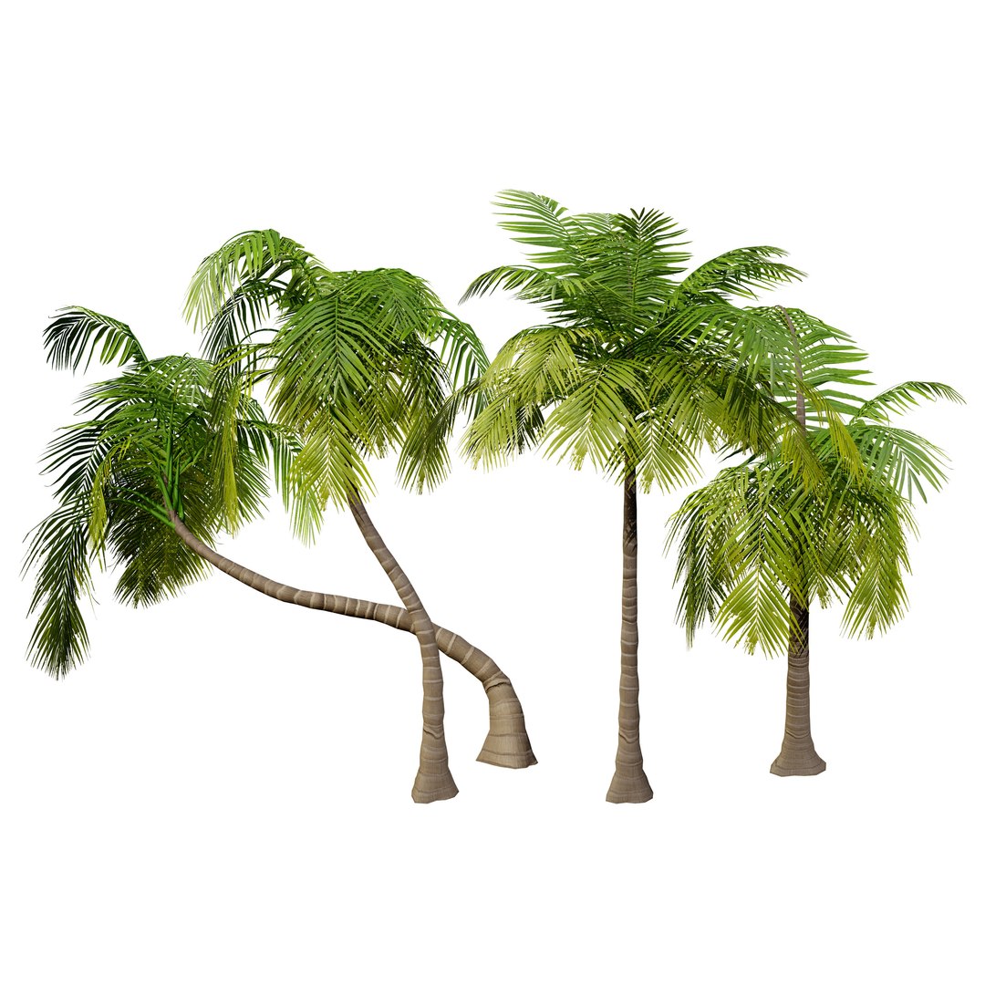 Tropical Palm Trees 3D model https://p.turbosquid.com/ts-thumb/Ig/3sb7aM/rE/cover01/jpg/1722591019/1920x1080/fit_q87/6e371f9f1bb8420b843653031b0a5794114b4cee/cover01.jpg