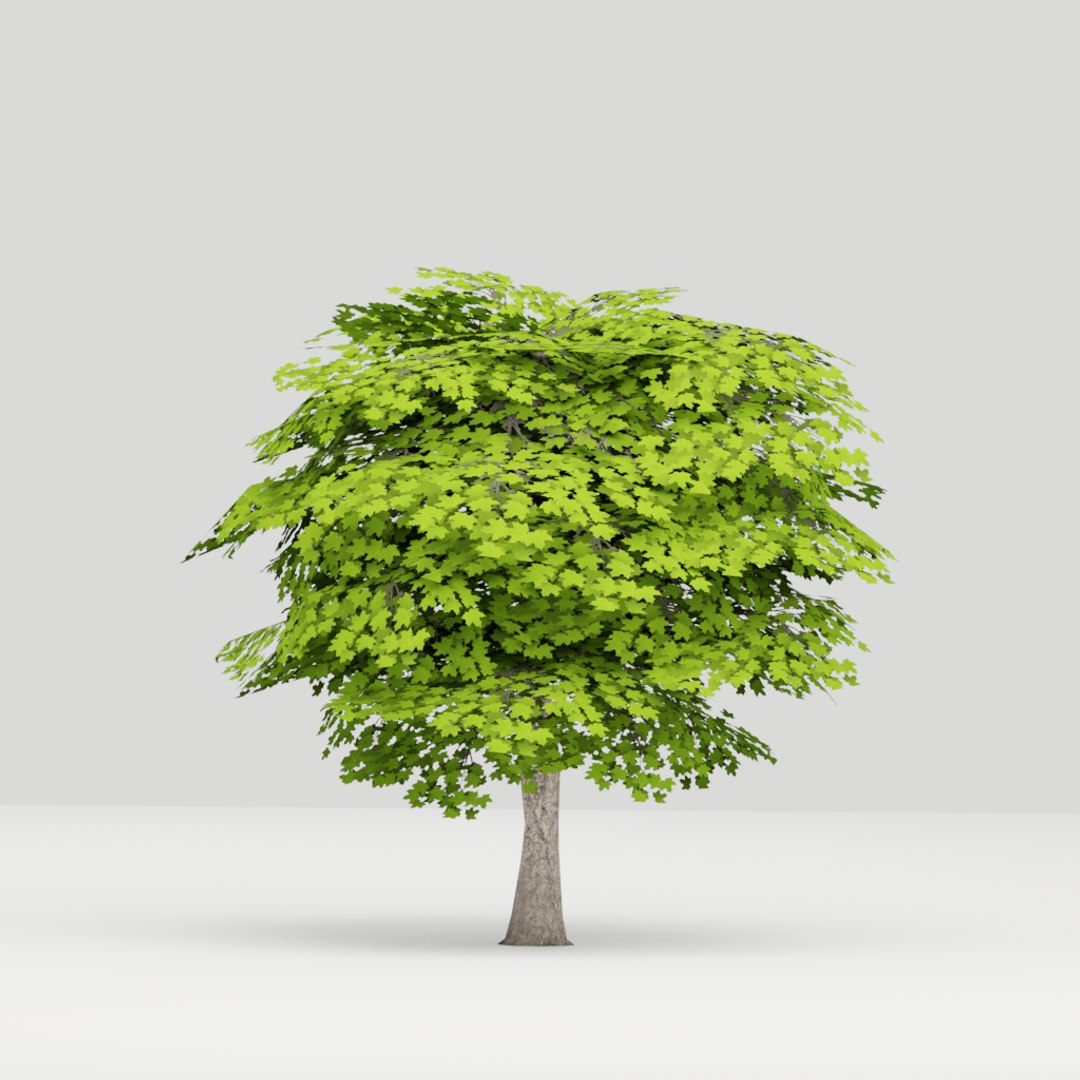Tree Maple 3D Model - TurboSquid 1423889