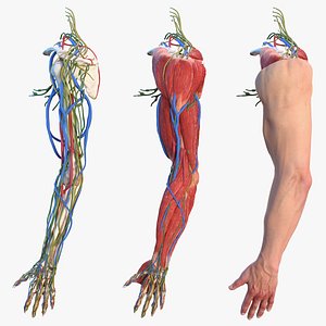 Male Arm Full Anatomy and Skin