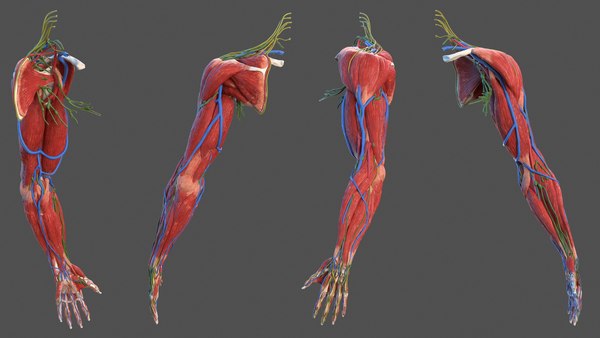 Male arm anatomy skin human model - TurboSquid 1469602