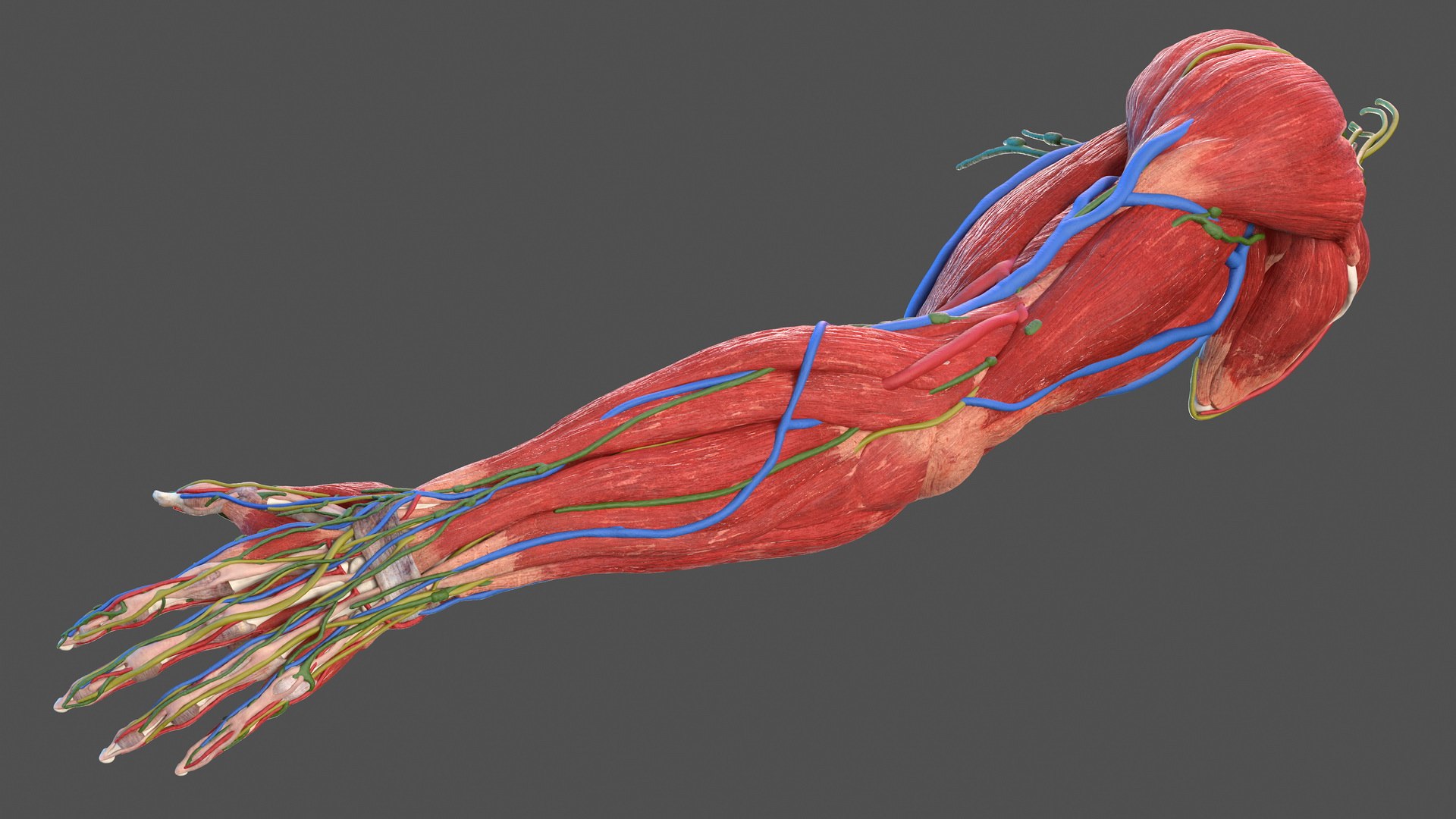 Male arm anatomy skin human model - TurboSquid 1469602