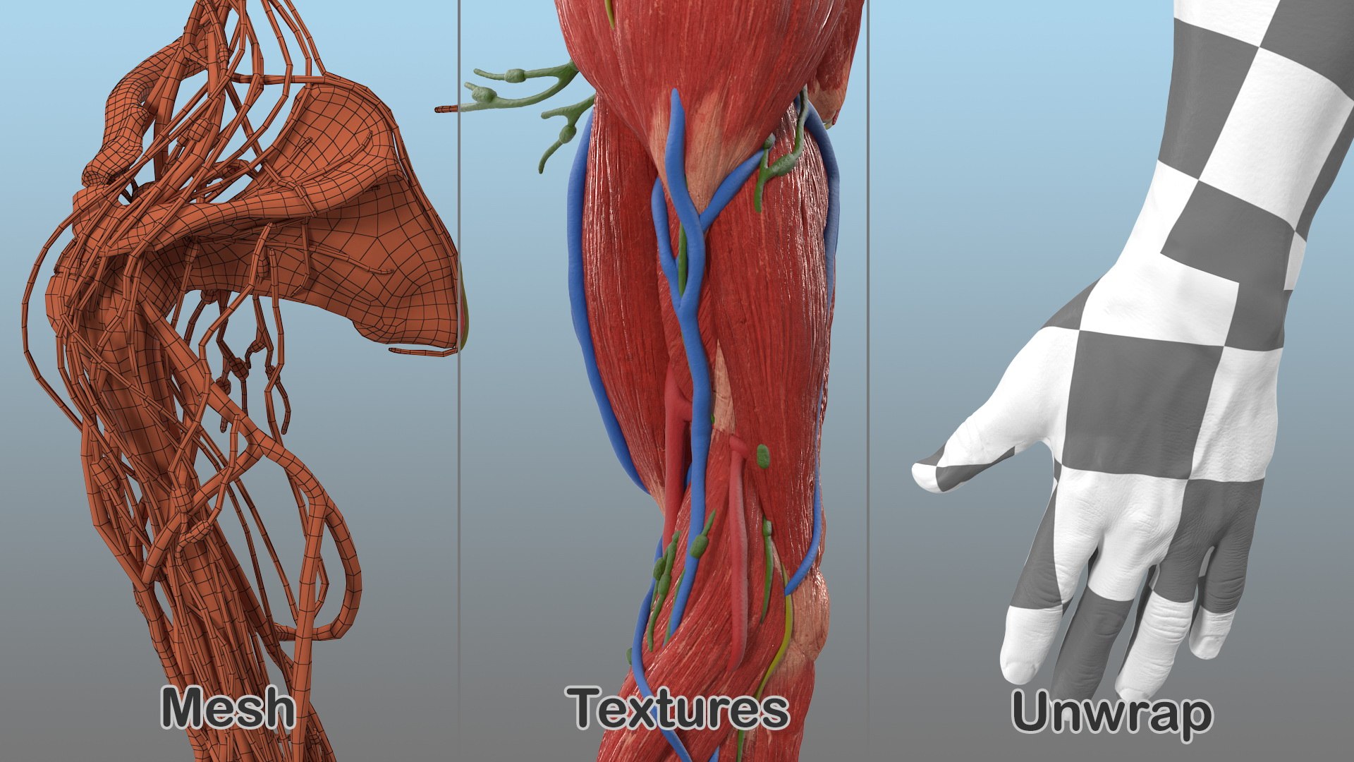 Male arm anatomy skin human model - TurboSquid 1469602