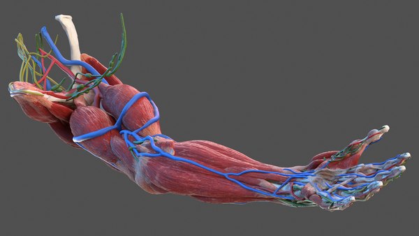 Male arm anatomy skin human model - TurboSquid 1469602