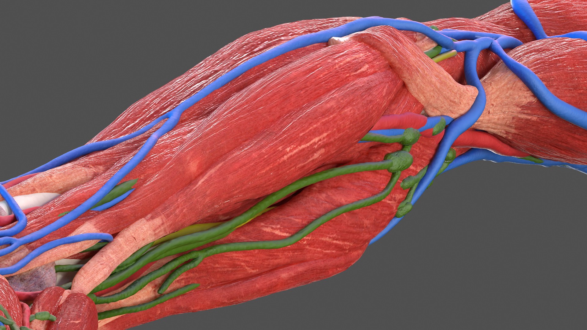 Male arm anatomy skin human model - TurboSquid 1469602