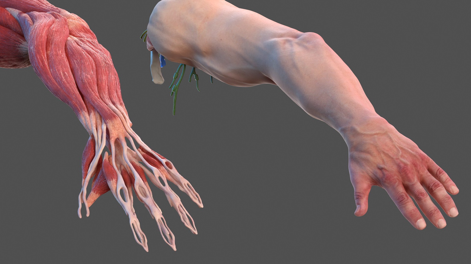 Male arm anatomy skin human model - TurboSquid 1469602