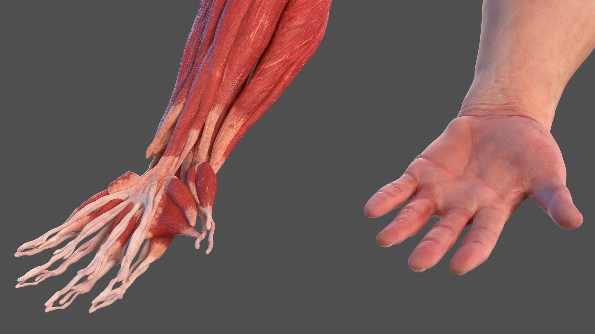 Male arm anatomy skin human model - TurboSquid 1469602