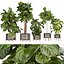 Collection plant vol 270 - fiddle - indoor - leaf - fig 3D model