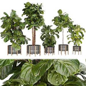 Collection plant vol 270 - fiddle - indoor - leaf - fig 3D model
