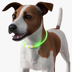 3D Jack Russell Terrier Wearing LED Collar Fur for Maya model