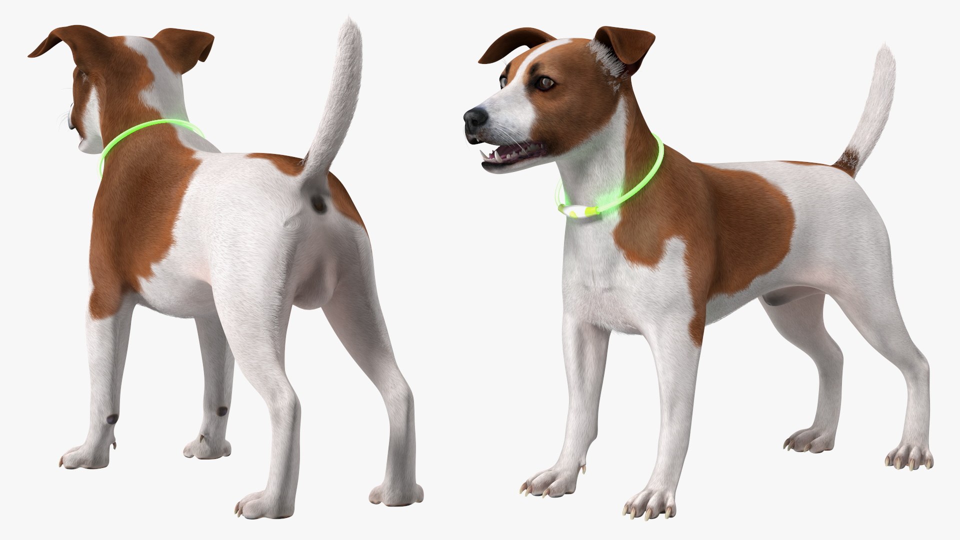 3D Jack Russell Terrier Wearing LED Collar Fur for Maya model https://p.turbosquid.com/ts-thumb/Ig/Ydwckx/4L/jack_russell_terrier_wearing_led_collar_fur_007/jpg/1744299284/1920x1080/fit_q87/e052b26bee2a036214cdb350f8f1f7edc153dcb0/jack_russell_terrier_wearing_led_collar_fur_007.jpg