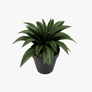 Plant 14 3D