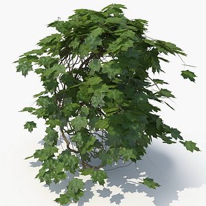 3D realistic ivy plant model