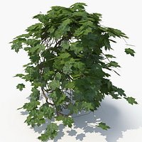 Ivy Plant (05)