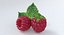 Raspberry Fruit