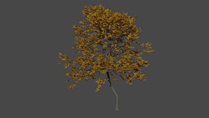 Oak tree 9