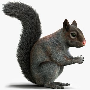 Gray Squirrel Xgen 3D model