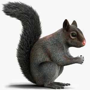 Gray Squirrel Xgen