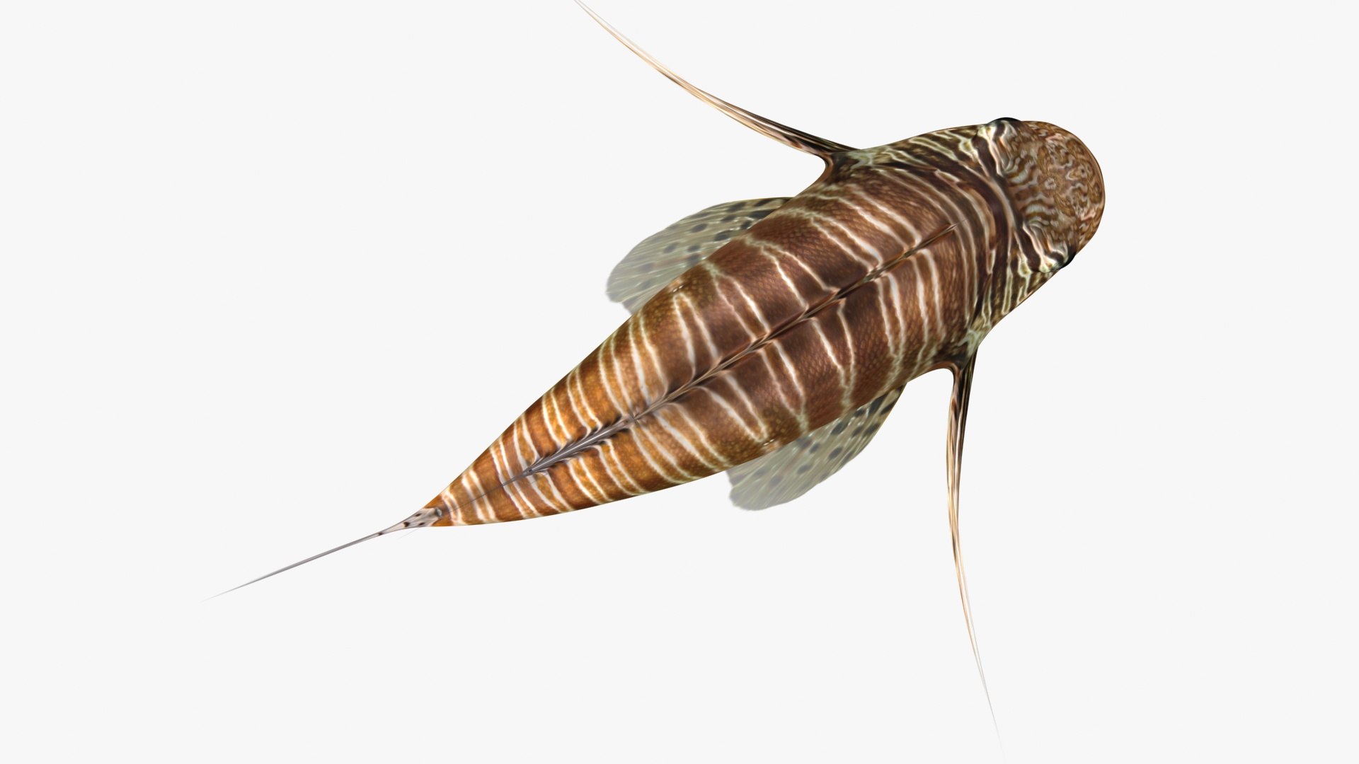 Lionfish Animation 3D Model - TurboSquid 1504092