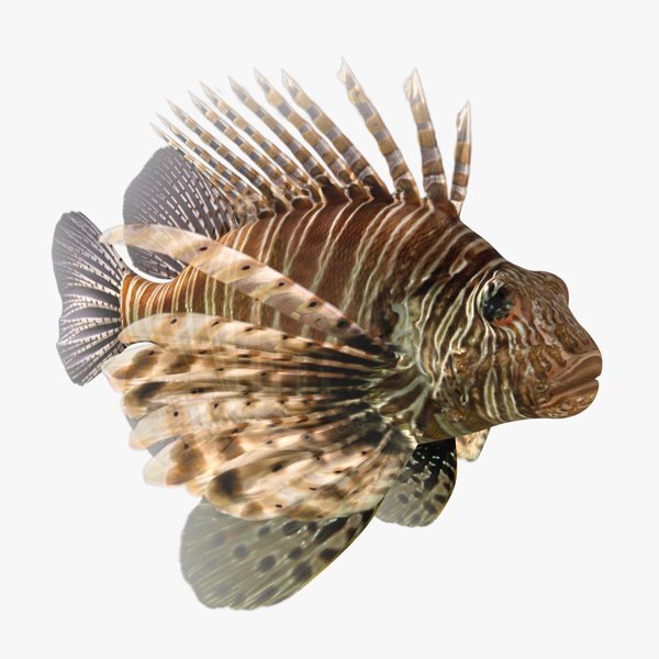 fish鱼（动画）3D模型 - TurboSquid 1504092