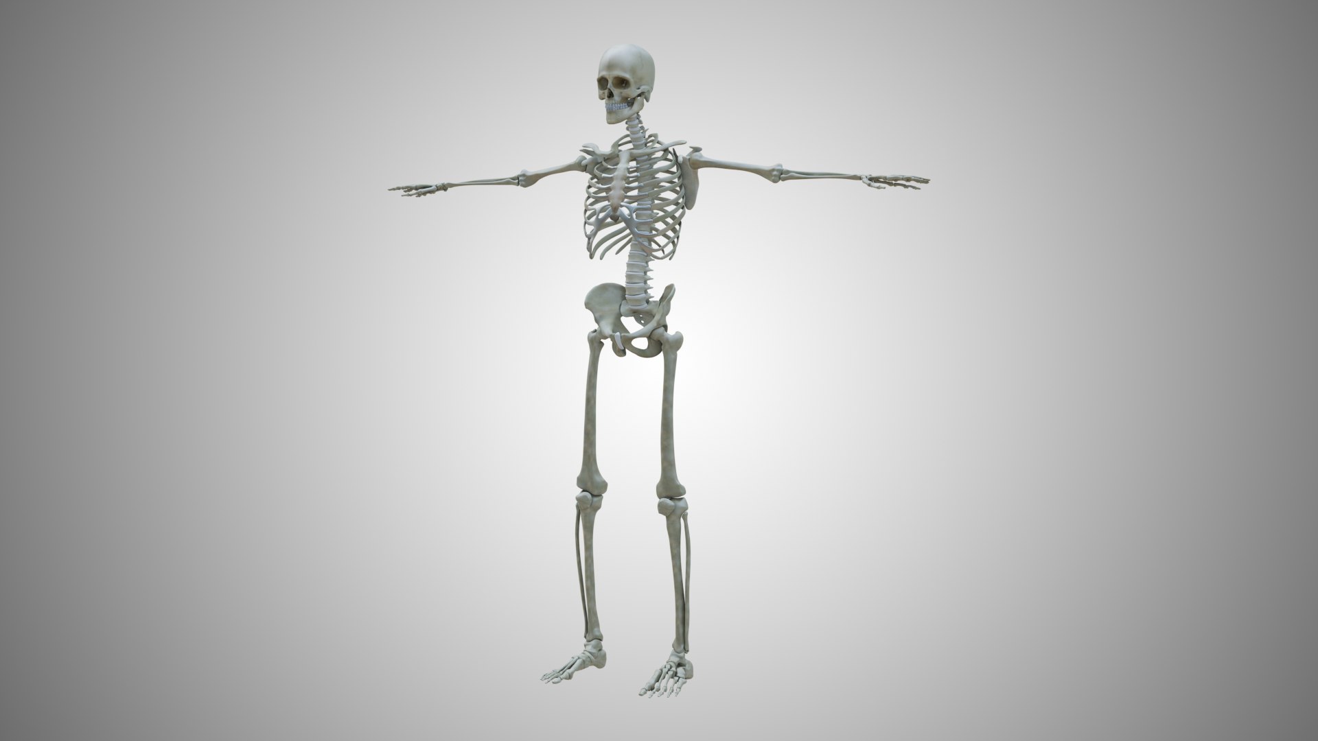 3d Maleanatomy - Turbosquid 2117289