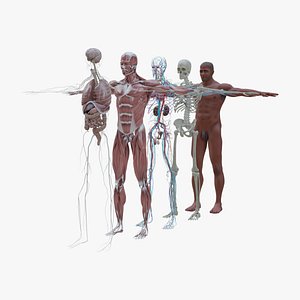 3D MaleAnatomy