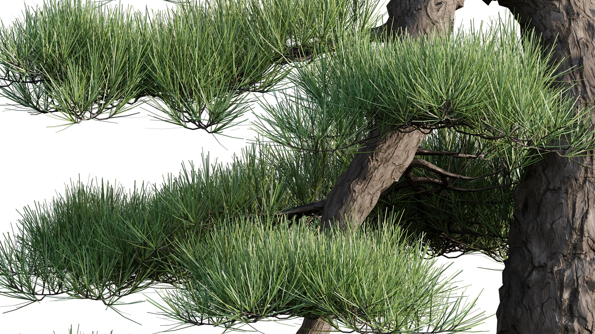 Pine Bonsai GrowFX 3D - TurboSquid 1867020