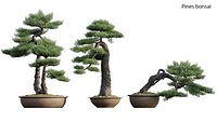 Pine bonsai GrowFX