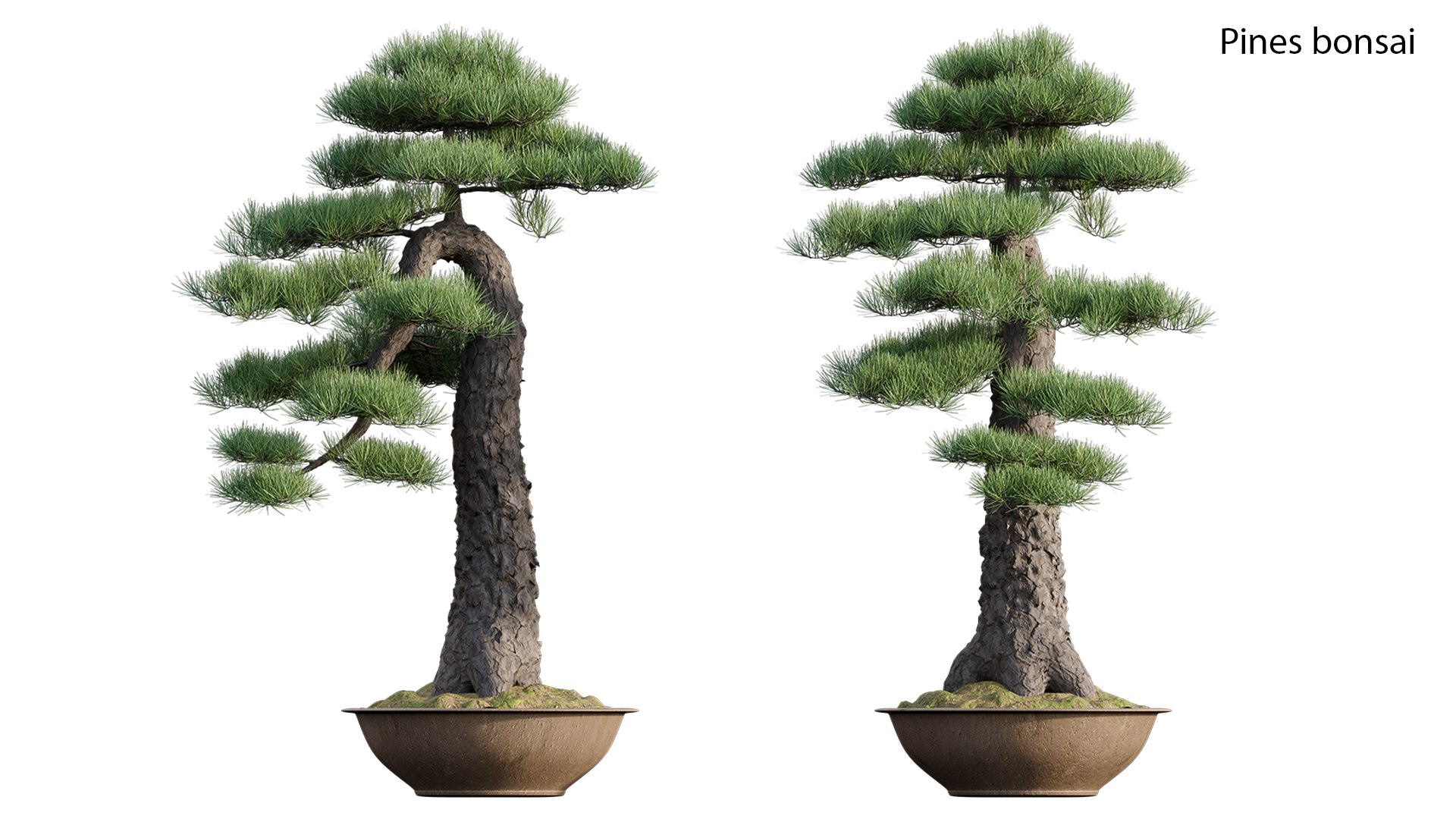 Pine Bonsai GrowFX 3D - TurboSquid 1867020