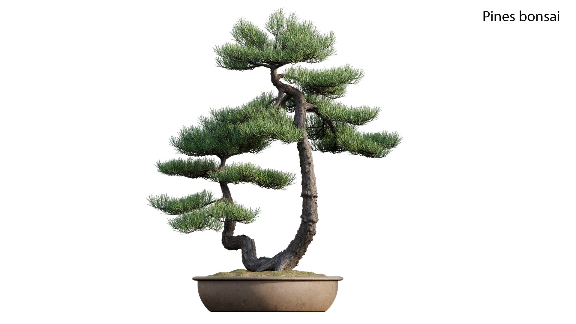 Pine Bonsai GrowFX 3D - TurboSquid 1867020