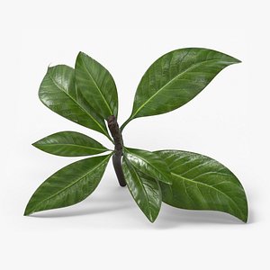 3D model Magnolia Grandiflora Leaf Branch Green