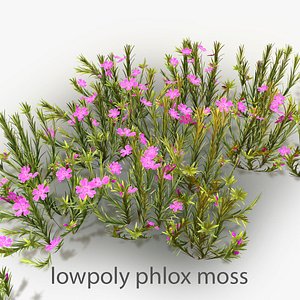 Phlox Moss