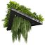 植物 vol 876 - アンペルス - ハンギング - シダ