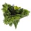植物 vol 876 - アンペルス - ハンギング - シダ