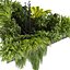 植物 vol 876 - アンペルス - ハンギング - シダ