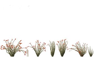 3D Fouquieria splendens - ocotillo model