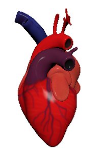 3D model human heart