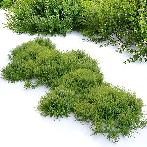 Emerald carpet manzanita