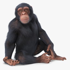light chimpanzee animal fur 3D