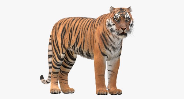 Tiger 3D Models for Download | TurboSquid