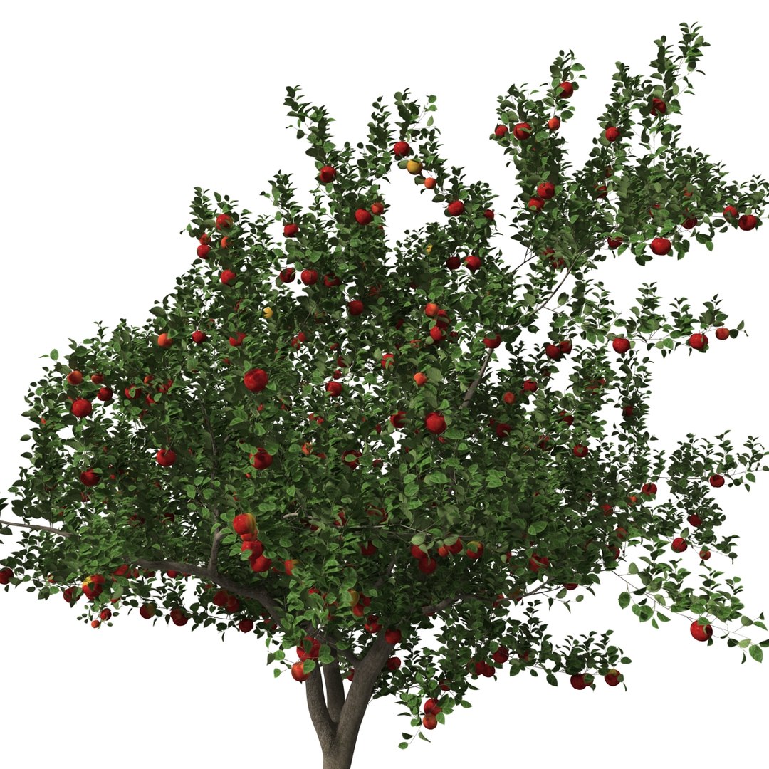 3d apple tree model https://p.turbosquid.com/ts-thumb/Ii/f6PXOQ/0lRoibNz/appletree_20/jpg/1393284100/1920x1080/fit_q87/aceb769249876c308301bd18028b6ca88dfc5185/appletree_20.jpg