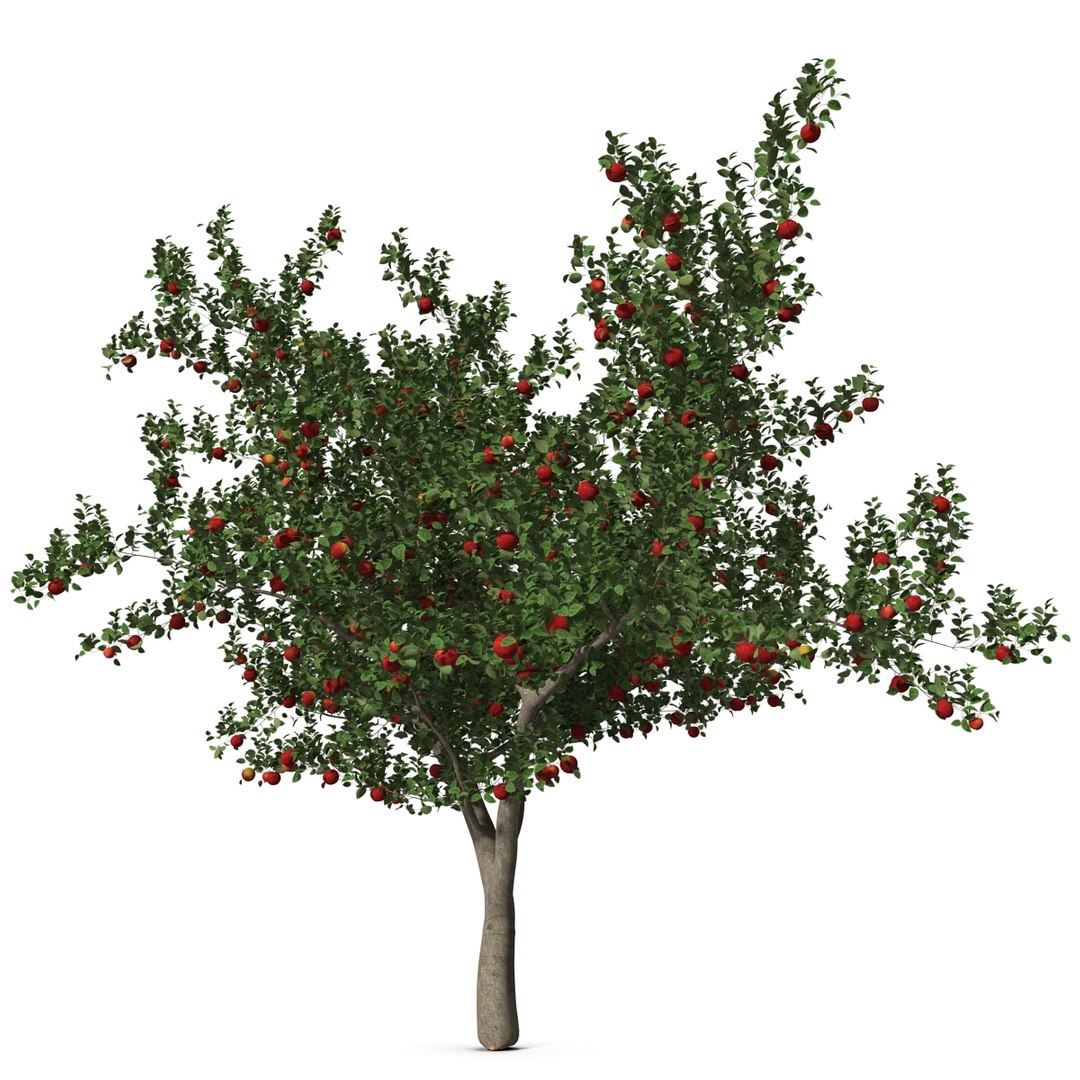 3d apple tree model https://p.turbosquid.com/ts-thumb/Ii/f6PXOQ/2FfjAQXA/appletree_12/jpg/1393284074/1920x1080/fit_q87/b9bf88610df91d2c087ce61eaeda104651420259/appletree_12.jpg