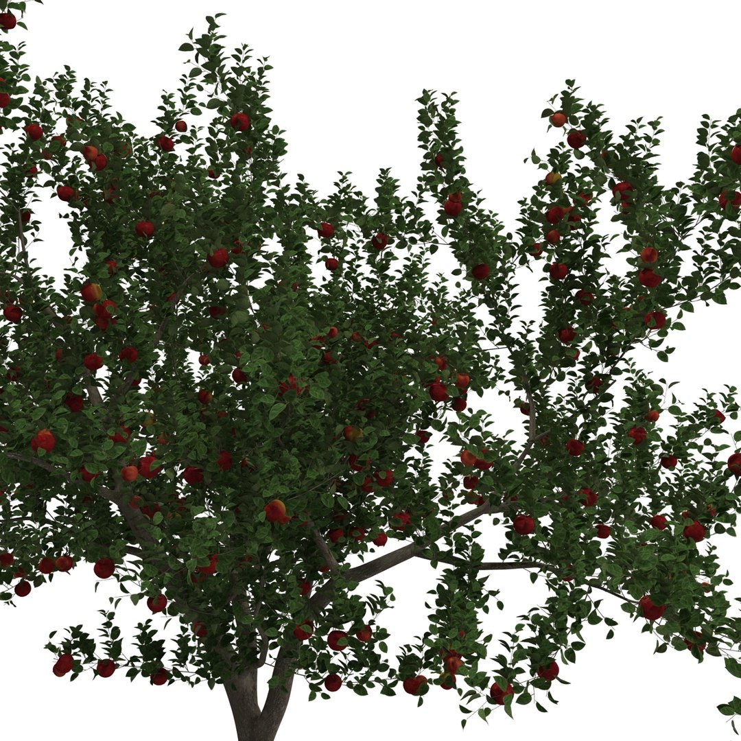 3d apple tree model https://p.turbosquid.com/ts-thumb/Ii/f6PXOQ/3BmWK2Dy/appletree_21/jpg/1393284104/1920x1080/fit_q87/5baeb608d3ec04702f107bcc030ad239960209ff/appletree_21.jpg