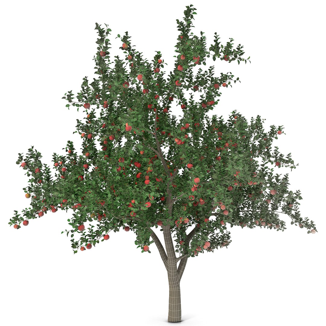 3d apple tree model https://p.turbosquid.com/ts-thumb/Ii/f6PXOQ/3PAi3k8h/appletree_7/jpg/1393284055/1920x1080/fit_q87/c75b1bcdf92d8f3ad389c7cece72f39157868701/appletree_7.jpg