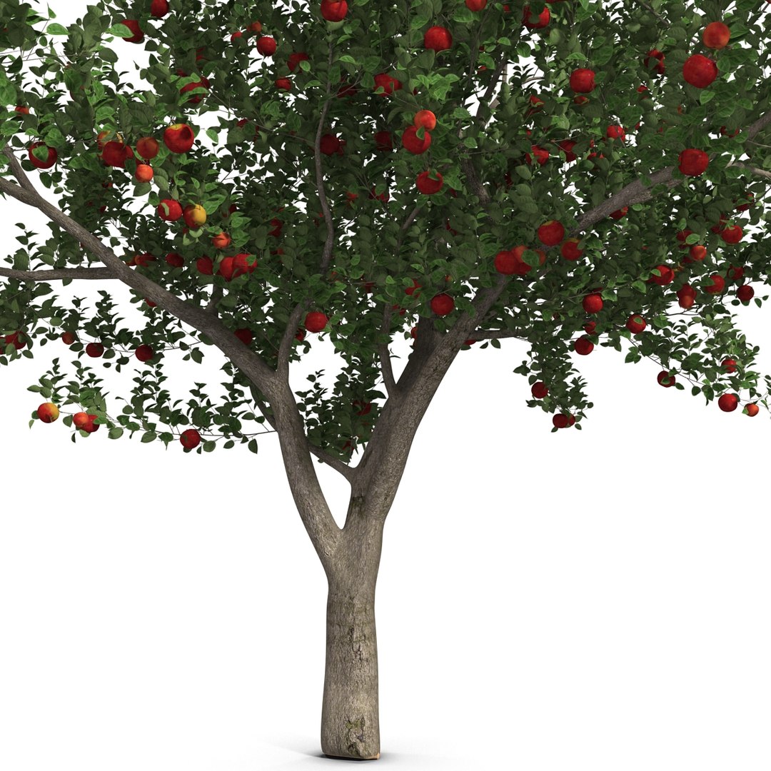 3d apple tree model https://p.turbosquid.com/ts-thumb/Ii/f6PXOQ/Ku7ZzTUk/appletree_16/jpg/1393284087/1920x1080/fit_q87/f8915152aef7cdc01ea1ca2484ab43da9e1d6544/appletree_16.jpg