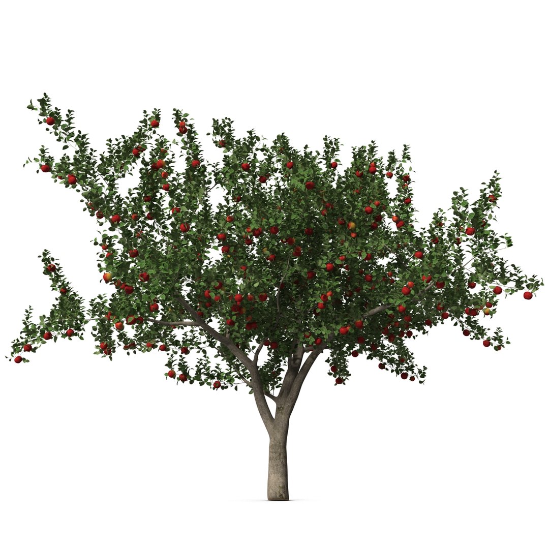 3d apple tree model https://p.turbosquid.com/ts-thumb/Ii/f6PXOQ/P9J18NWL/appletree_9/jpg/1393284059/1920x1080/fit_q87/a75cf18be6c538f2418ba0a859000f0a82236002/appletree_9.jpg