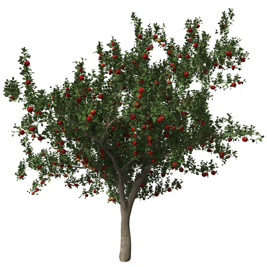 3d apple tree model https://p.turbosquid.com/ts-thumb/Ii/f6PXOQ/Rdi4jA5W/appletree_15/jpg/1393284081/1920x1080/fit_q87/ddeb3eadcc9bc7ef3689f92a18be3e0360c0bc9d/appletree_15.jpg